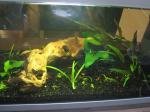 R.S. : red shrimp de e2d2