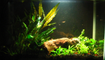 R.S. : red shrimp de e2d2