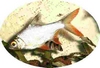 Avatar du membre