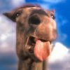Avatar du membre