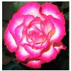 Avatar du membre
