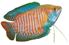 Avatar du membre