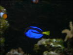 Avatar du membre