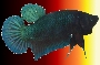 Avatar du membre