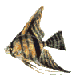 Avatar du membre