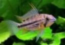 Avatar du membre