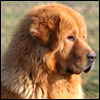 Avatar du membre