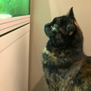 Avatar du membre