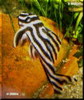 Avatar du membre