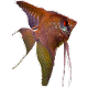 Avatar du membre