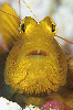 Avatar du membre