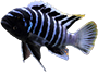 Mbuna
